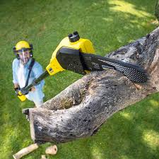 How Our Tree Care Process Works  in  Willow Springs, MO