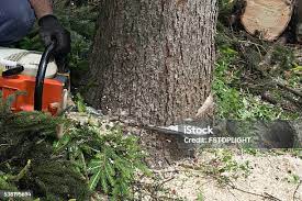  Willow Springs, MO Tree Care Pros