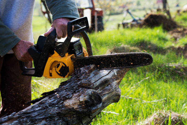Best Stump Grinding and Removal  in Willow Springs, MO